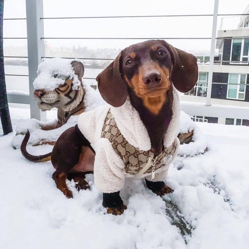 doxie in a jacket