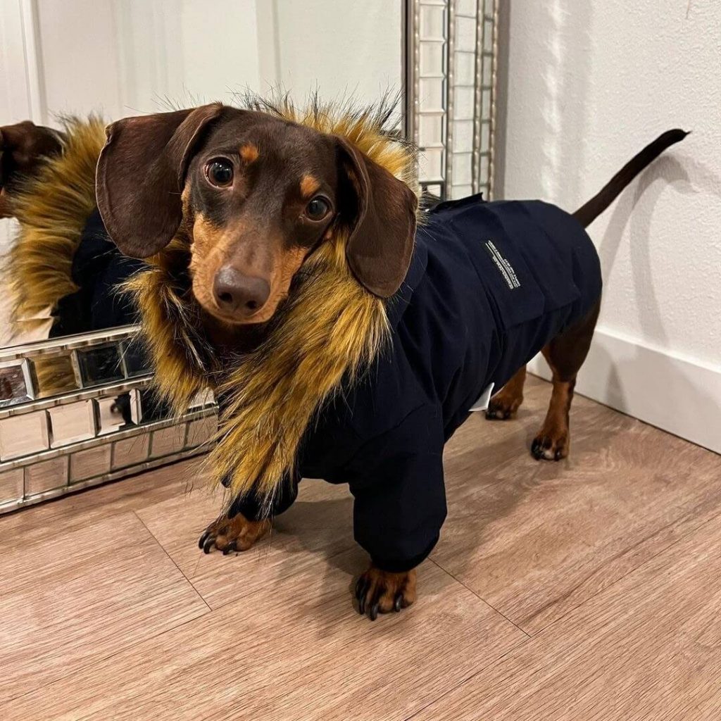 dachshund jackets