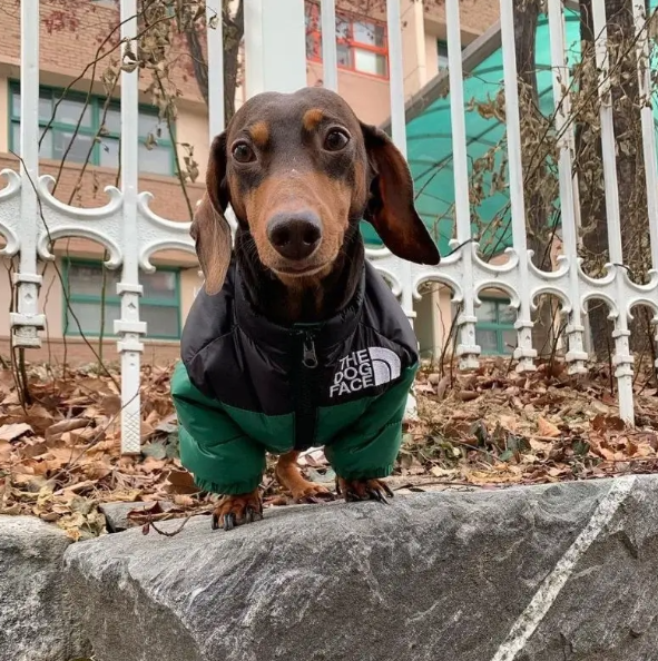 jacket for doxies