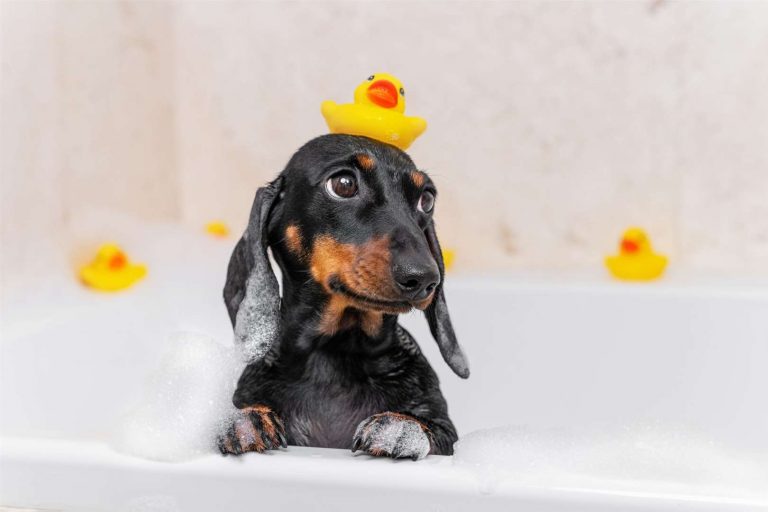 dachshund bath