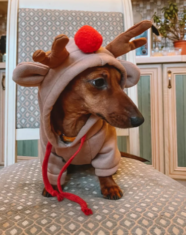 dog holiday hoodie