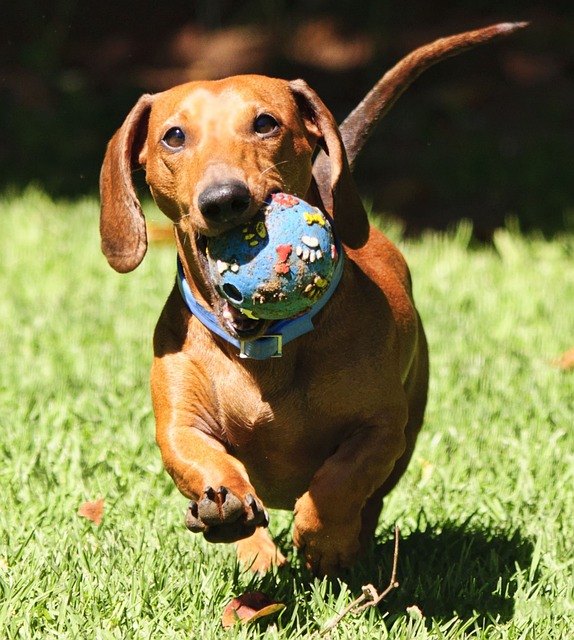 Exercise For Dachshunds
