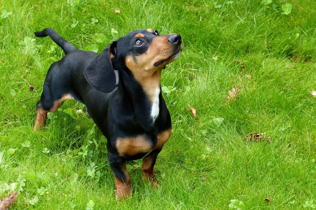 exercise for dachshunds
