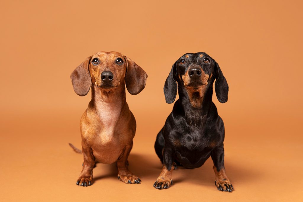 how much do dachshunds shed