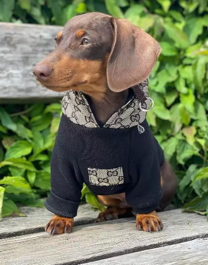 hoodie for a doxie