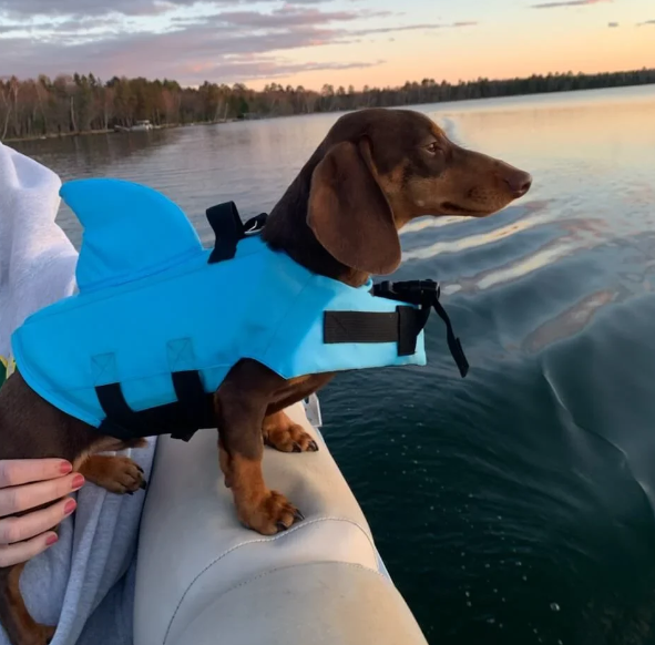 dachshund life jacket