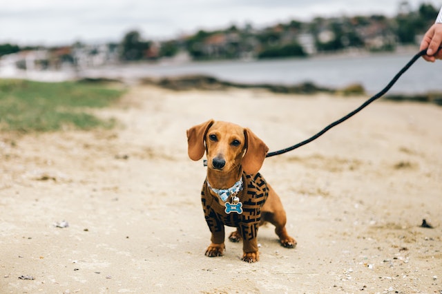 clothes for doxies