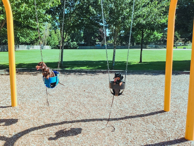 Exercise For Dachshunds