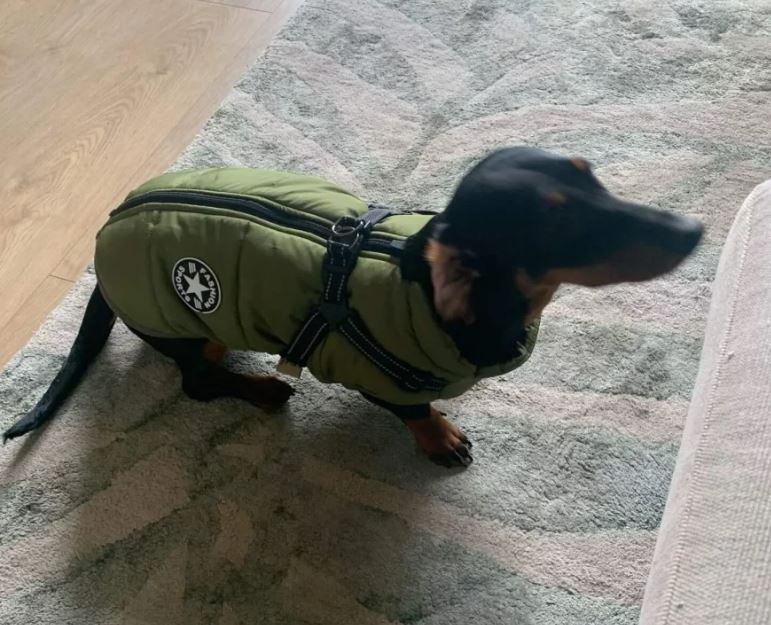 best harness for a dachshund