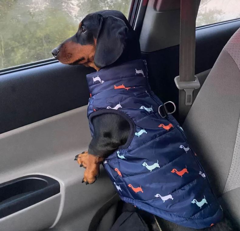 bes harness for a doxie