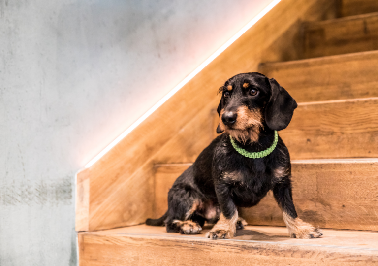 doxie on the stairs