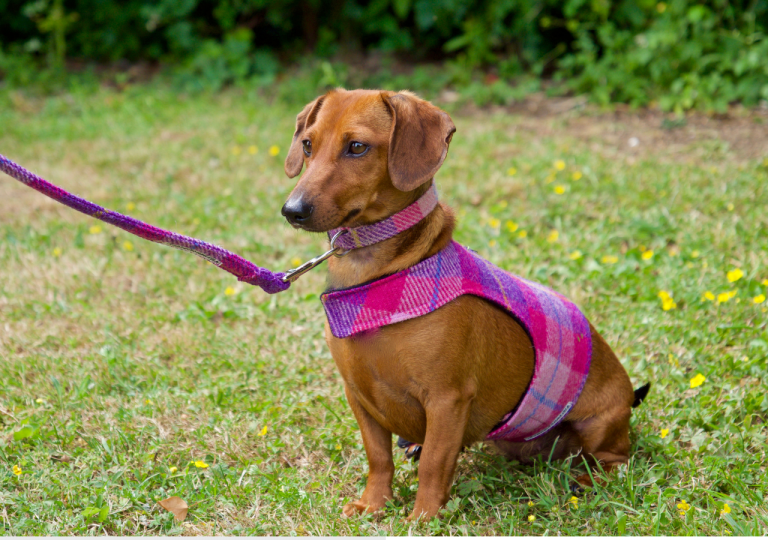 Dachshund Heat Cycle The Ultimate Guide Important Tips dachshund-heat-cycle-the-ultimate-guide-important-tips