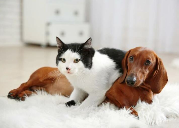 dachshunds and cats