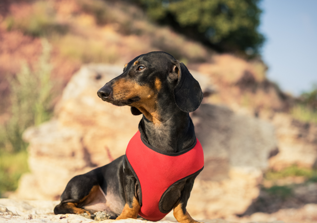 dachshund dog with a harness