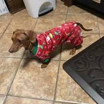 pajamas for dachshunds
