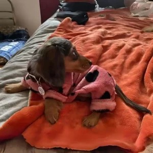 pajamas for dachshunds