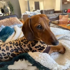 leopard dachshund pajamas