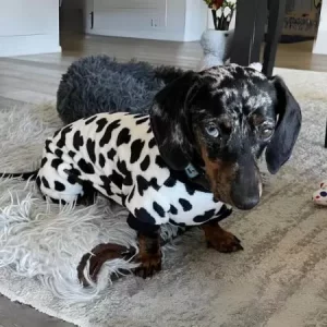 dachshund pajamas