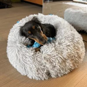dog bed for a doxie