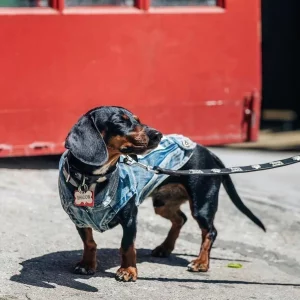 jacket for a doxie