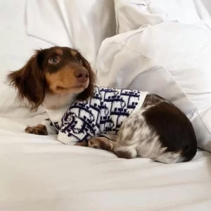 sweater for a doxie