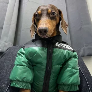 jacket for a dachshund