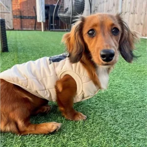 vest for a dachshund
