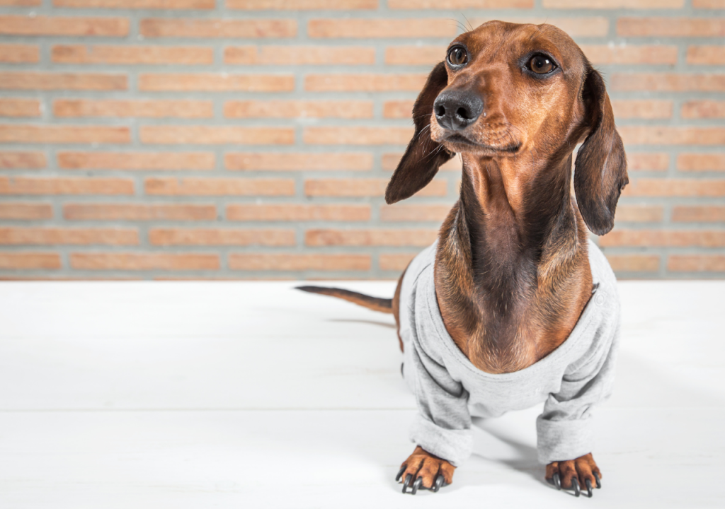 doxie wearing shirt