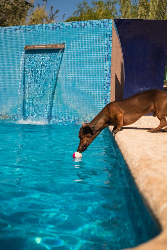 can dachshunds swim