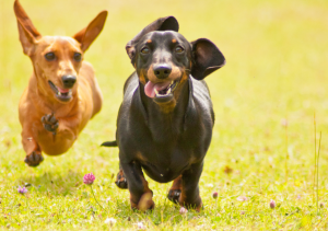 why do dachshunds shake their ears
