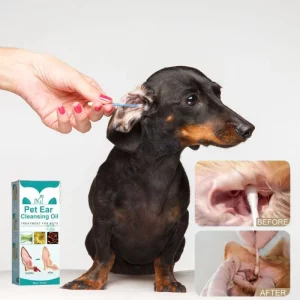 ear solution for dachshunds