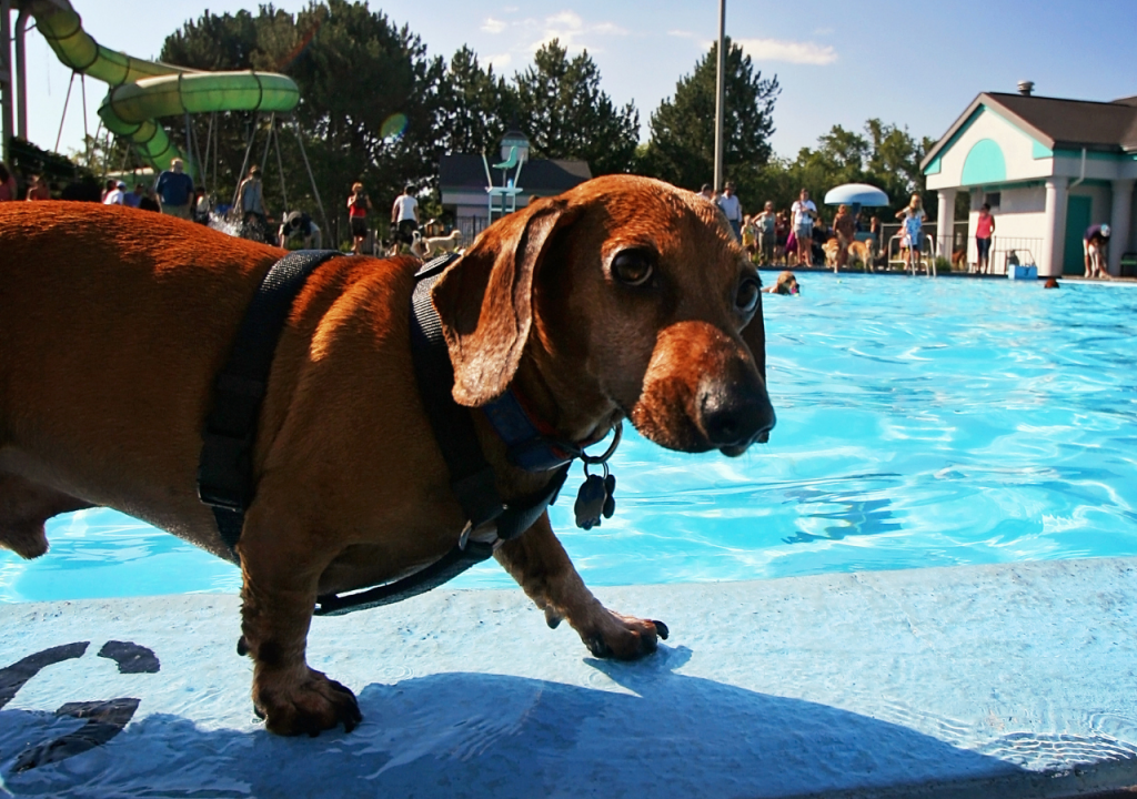 doxie swimming