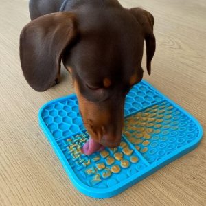 dachshund accessories