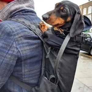 accessories for dachshunds