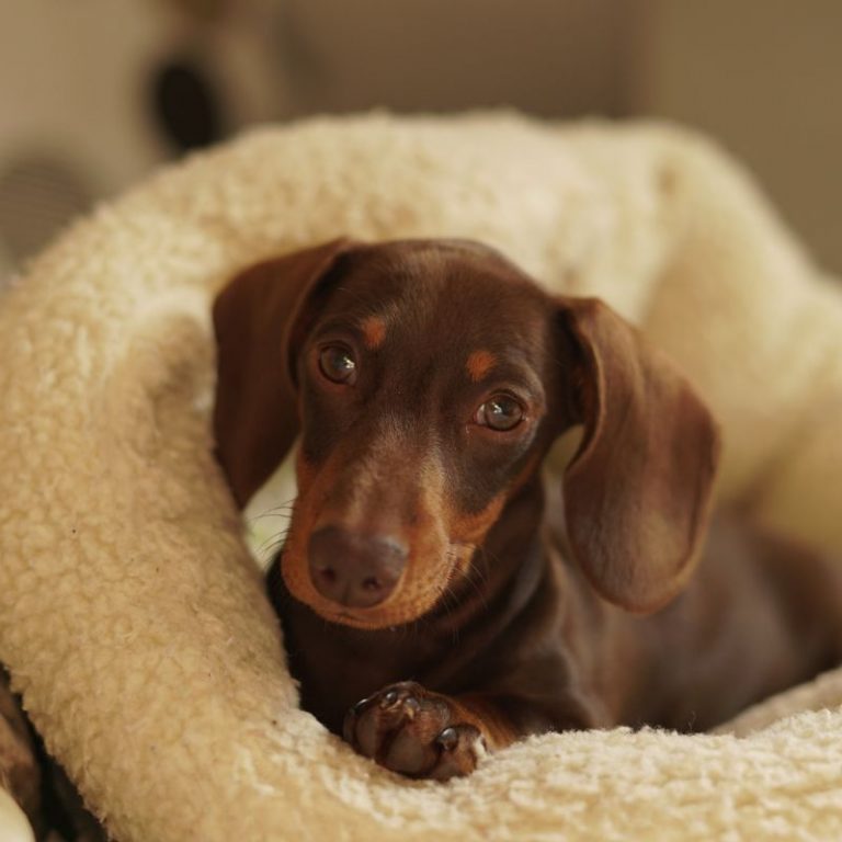 can dachshund give birth naturally