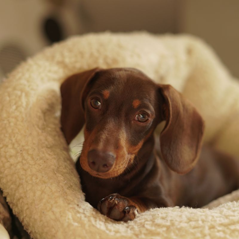can dachshund give birth naturally