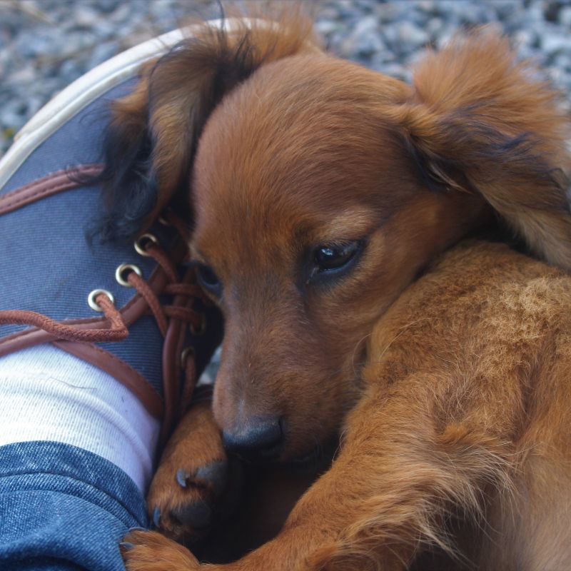 can dachshunds give birth naturally