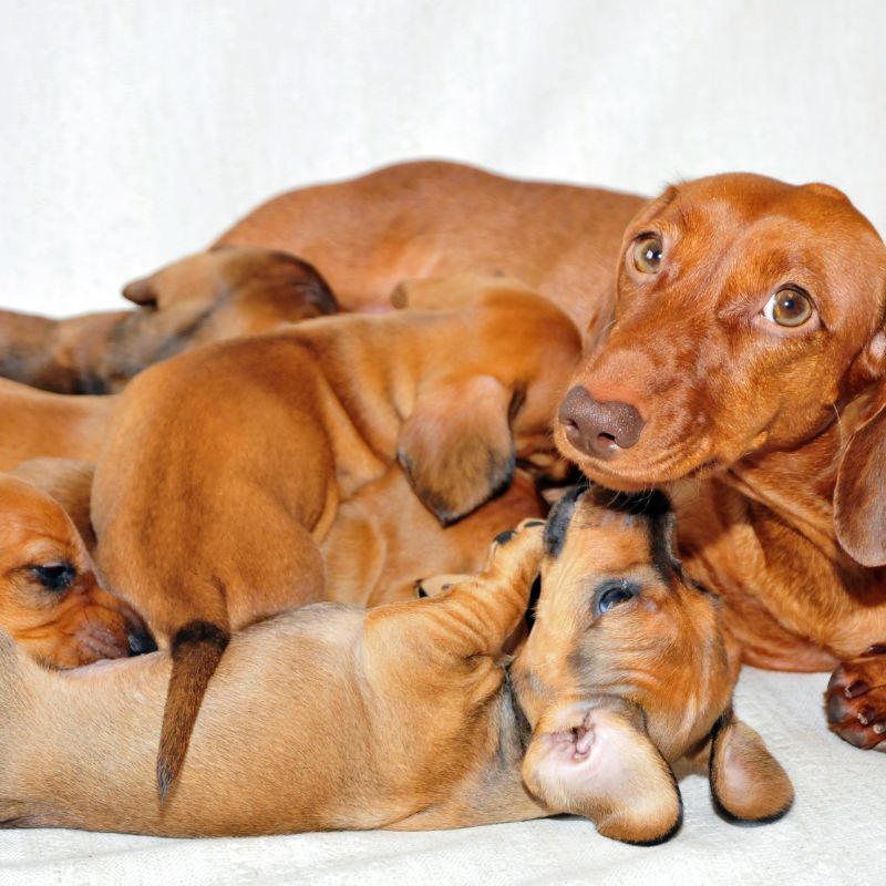 can dachshunds give birth naturally